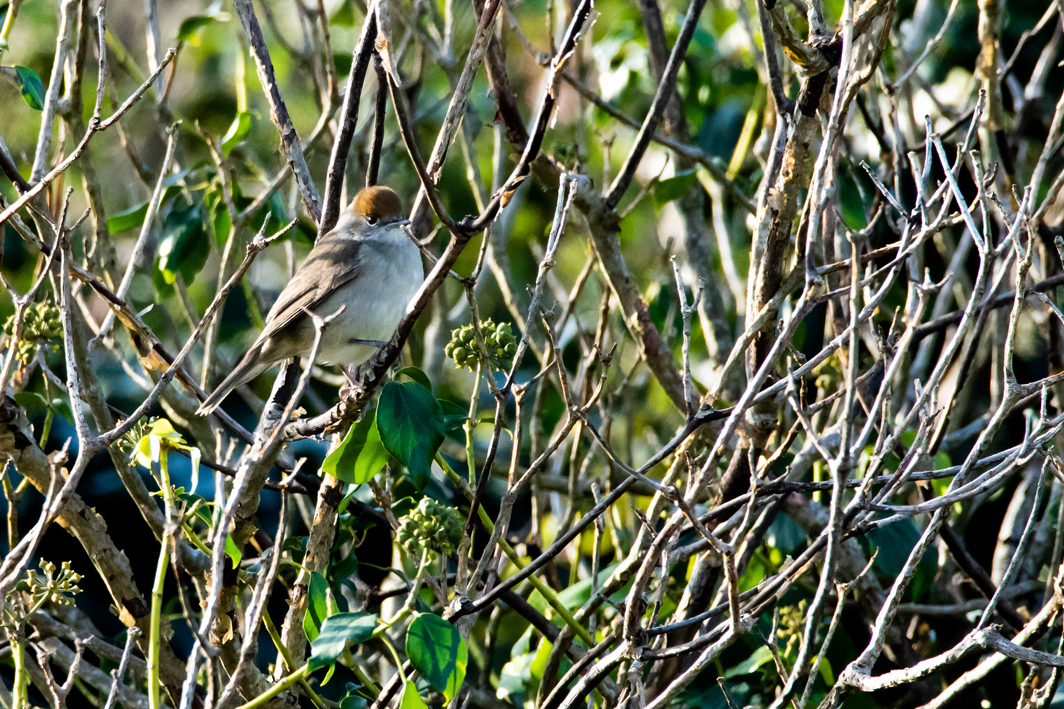 Fauvette à tête noire femelle